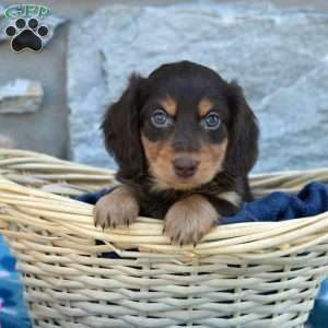 Oliver, Dachshund Puppy